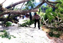 Aipda Na’amuddin Siregar Bersihkan Badan Jalan Dari Pohon Tumbang Akibat Angin Kencang