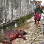 Babi Hutan Bikin Heboh Warga Saat Pagi Buta