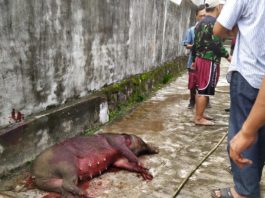 Babi Hutan Bikin Heboh Warga Saat Pagi Buta