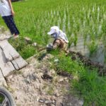 Tugas Coklit Calon Pemilih, PPDP Kecemplung Sawah