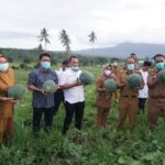 BUPATI LAMSEL NANANG ERMANTO PANEN BUAH SEMANGKA