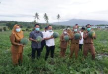 BUPATI LAMSEL NANANG ERMANTO PANEN BUAH SEMANGKA