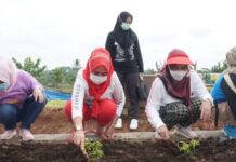 Winarni Nanang Ermanto Tanam Bunga Dikebun Edukasi Pemkab Lamsel