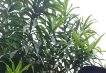 Temenggung Herman Optimis Dongkrak Suara Dapil 1 Lamsel