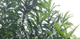 Temenggung Herman Optimis Dongkrak Suara Dapil 1 Lamsel