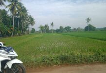 Puluhan Hektar Tanaman Padi Di Candipuro Diserang Hama Tikus, Petani Terancam Gagal Panen