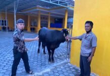 Pantia Kurban, Pastikan Sapi Berbobot 520 Kg Tiba di Kantor Golkar Lamsel
