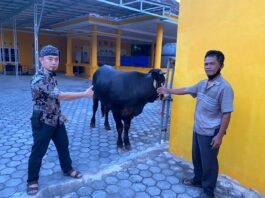 Pantia Kurban, Pastikan Sapi Berbobot 520 Kg Tiba di Kantor Golkar Lamsel
