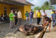 Panitia Golkar Lamsel, Sukses Bagikan 430 Kilogram Daging Kurban