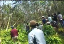 Kebun Karet Milik Perusahaan ARB di Tuba, Diacak Acak Warga 7 Tiyuh