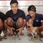 *Polsek Merbau Mataran, Amankan Tiga Pelaku Curat*