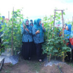 Ketua TP PKK Lampung Selatan Bersama Sekda Thamrin Panen Perdana Timun Hasil Petani Milenial di Kebun Edukasi