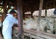 PERAN SERTA PT. JUANG JAYA ABDI ALAM MENCEGAH WABAH VIRUS LSD PADA SAPI MASYRAKAT