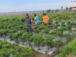 Wujudkan Ketahanan Pangan Yang Kuat, Babinsa Kodim 0421/Ls Aktif Lakukan Pendampingan Pada Petani Cabe
