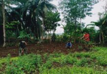 Wujudkan Ketahanan Pangan, Babinsa Kodim 0421/Ls Bantu Petani Tanam Kacang Tanah