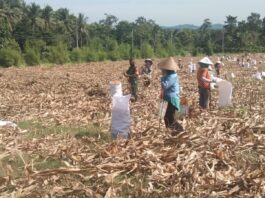 Babinsa 421-06/Natar Bantu Warga Panen Jagung di Desa Kalisari Kecamatan Natar