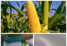 Bibit Jagung Gratis Ternyata Hanya Wacana Belaka