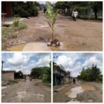 Jalan Tak Dapat Perhatian Warga Tanami Pohon Pisang, sebagai bentuk protes ke Pemerintah Pringsewu