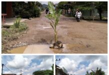 Jalan Tak Dapat Perhatian Warga Tanami Pohon Pisang, sebagai bentuk protes ke Pemerintah Pringsewu