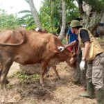 CSR PEMBERIAN VAKSIN GRATIS KE TERNAK WARGA DI SEPULUH DESA DI KECAMATAN SIDOMULYO