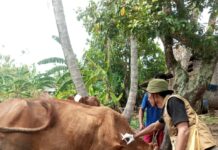 CSR PEMBERIAN VAKSIN GRATIS KE TERNAK WARGA DI SEPULUH DESA DI KECAMATAN SIDOMULYO