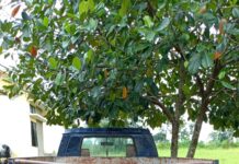 DPO Pencuriaan Mobil, Ditangkap Polsek Jati Agung.