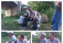 Petani Panen Raya Padi, Para Petani Padi Keluhkan Harga Gabah Anjlok