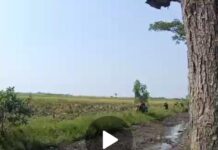 Bertahun tahun Mengalami Pendangkalan, Siring Tersier Tak Berfungsi Optimal