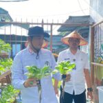 Hidroponik Bersemi di Lapas Kalianda, Kalapas Pimpin Panen Pakcoy