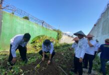 Panen Ubi Mantang di Lapas Kalianda, Wujudkan Program Ketahanan Pangan