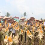 Polres Lampung Selatan Gelar Panen Raya Jagung, Dipimpin Langsung Kapolres Toni Kasmiri