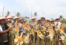 Polres Lampung Selatan Gelar Panen Raya Jagung, Dipimpin Langsung Kapolres Toni Kasmiri