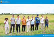 Padi Biosalin, Inovasi Cerdas Ubah Tambak Asin Jadi Sawah Produktif di Lampung Selatan