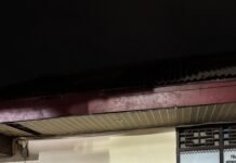 Ribuan Burung Diangkut Tanpa Dokumen, Terjaring Pemeriksaan di Bakauheni