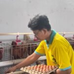 Lapas Kalianda Kembangkan Peternakan Ayam Petelur sebagai Sarana Pembinaan Kemandirian Warga Binaan