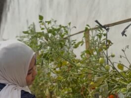 Panen Tomat di Lapas Kalianda, Warga Binaan Kembangkan Keterampilan dan Kemandirian Pertanian